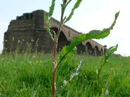 Alte Weseler Rheinbruecke