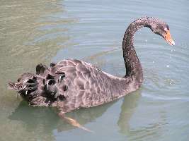 schwarzer Schwan