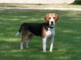 koeniglicher Beagle