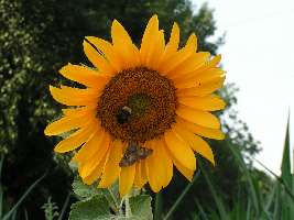 Sonnenblume