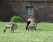 Schloss Anholt / Anholter Schweiz