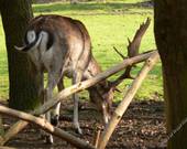 Besuch im Bocholter Stadtwald