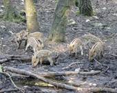 Besuch im Bocholter Stadtwald