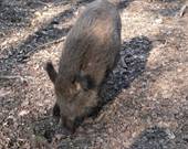 Besuch im Bocholter Stadtwald