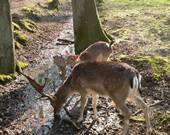 Besuch im Bocholter Stadtwald