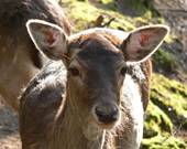 Besuch im Bocholter Stadtwald