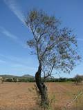 Im Landesinneren von Mallorca