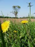 Irgendwo am Niederrhein