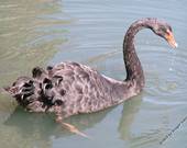 Schwarzer Schwan am Schwarzen Wasser in Wesel