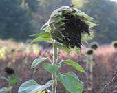 Sonnenblume ohne Sonne