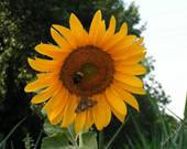 Sonnenblume