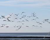 Rund um Neuharlingersiel / Bensersiel