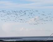 Rund um Neuharlingersiel / Bensersiel