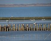 Rund um Neuharlingersiel / Bensersiel