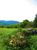 In der Nähe von Lichtenstein / Zellertal