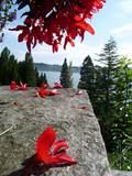 Ein Tag auf der Insel Mainau