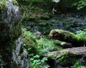 Rund um den Wasserfall von Bad Urach